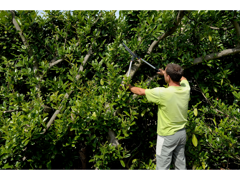 Tagliasiepi, manici lunghi Bahco P51H-SL