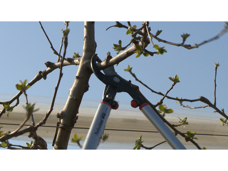 Troncarami manici lunghi Bahco P280-SL-80