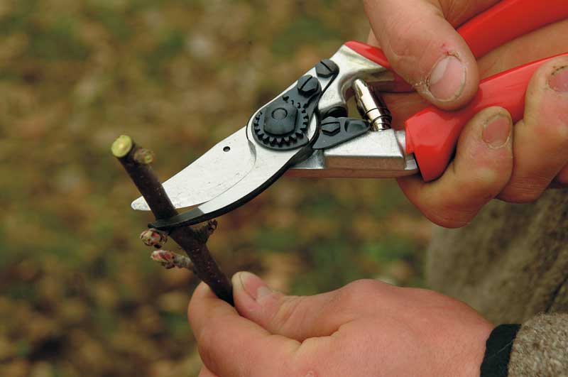 Forbice cesoia svettatoio Felco 7